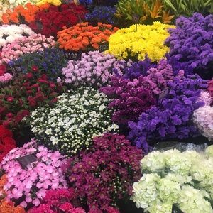 Meet your Posher, Maureen